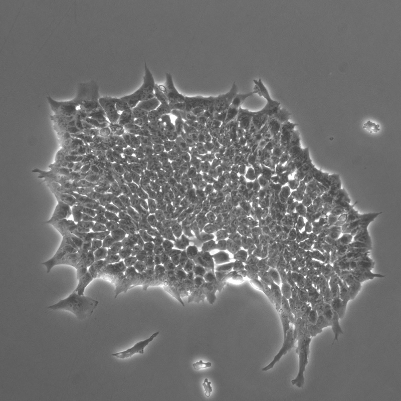 BS-2084 Biological Microscope