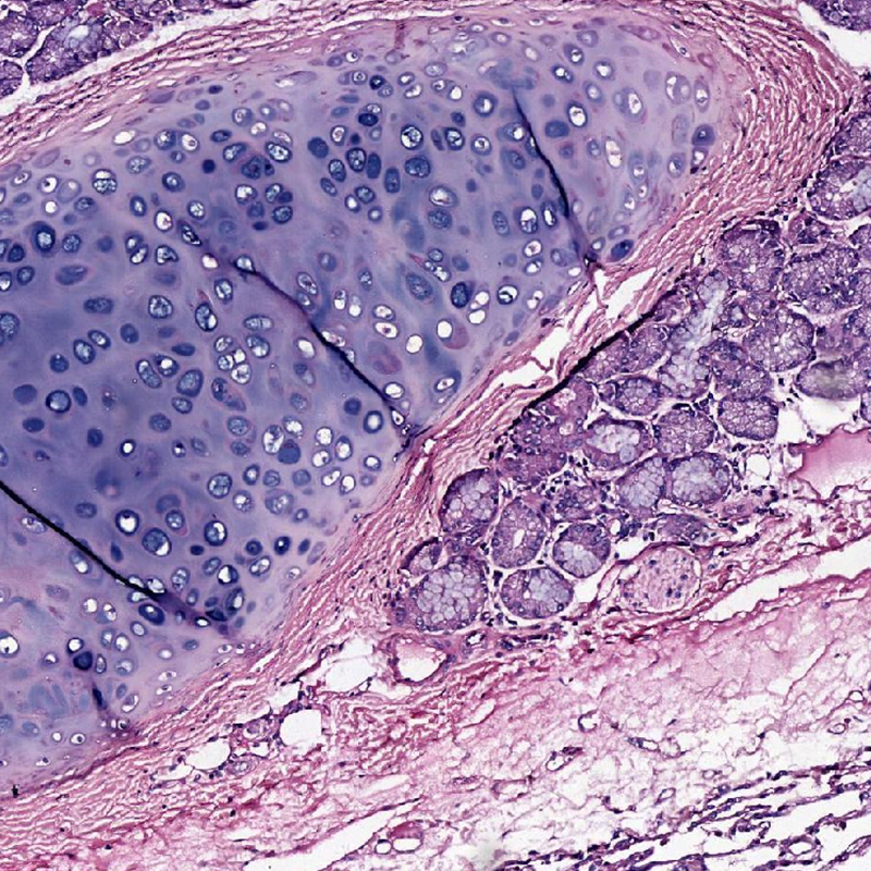 BS-2084 Biological Microscope